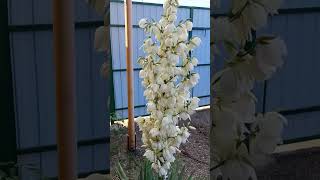 ИЗУМИТЕЛЬНОЕ ВЕЛИКОЛЕПИЕ ДЛЯ ВАС Юкка нитчатая (Yucca filamentosa) #yucca #юкка #relaxinghangdrums