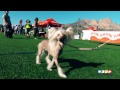 Video VII Concurso Canino La Nucía