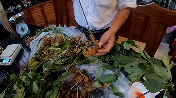 Cận Cảnh Cây Sâm Ngọc Linh, Dược Liệu Quý Hiếm, Quốc Bảo Của Quốc Gia, Sâm Quý Nhất Thế Giới