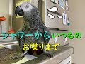 シャワーからいつものお喋りまで! ヨウムのるいちゃん