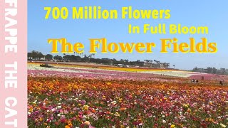 [２０２２]　The Flower Fields in Carlsbad  -700 million flowers in full bloom! by Frappe the cat 30 views 1 year ago 5 minutes, 15 seconds