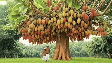 12 Most Mysterious Trees That Even Science Can’t Explain!