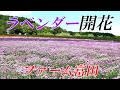 ラベンダー開花！！『ファーム富田』最新版　【北海道 富良野】4K