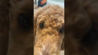 Hollie our 4 month old standard poodle