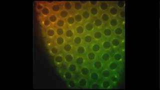 Real Time Mitosis Video