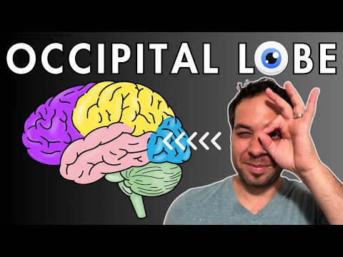 Occipital Lobe