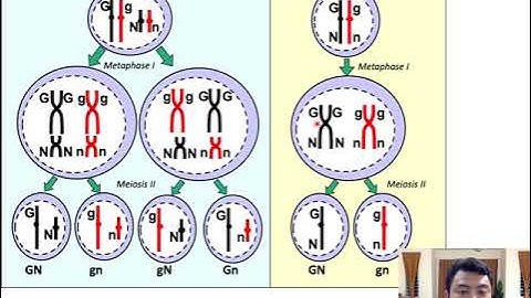 GENETIC INHERITANCE, SEX LINKED GENES [BIO4YOU] CHAPTER 4.2 (PART 5) BIOLOGY MATRIKULASI