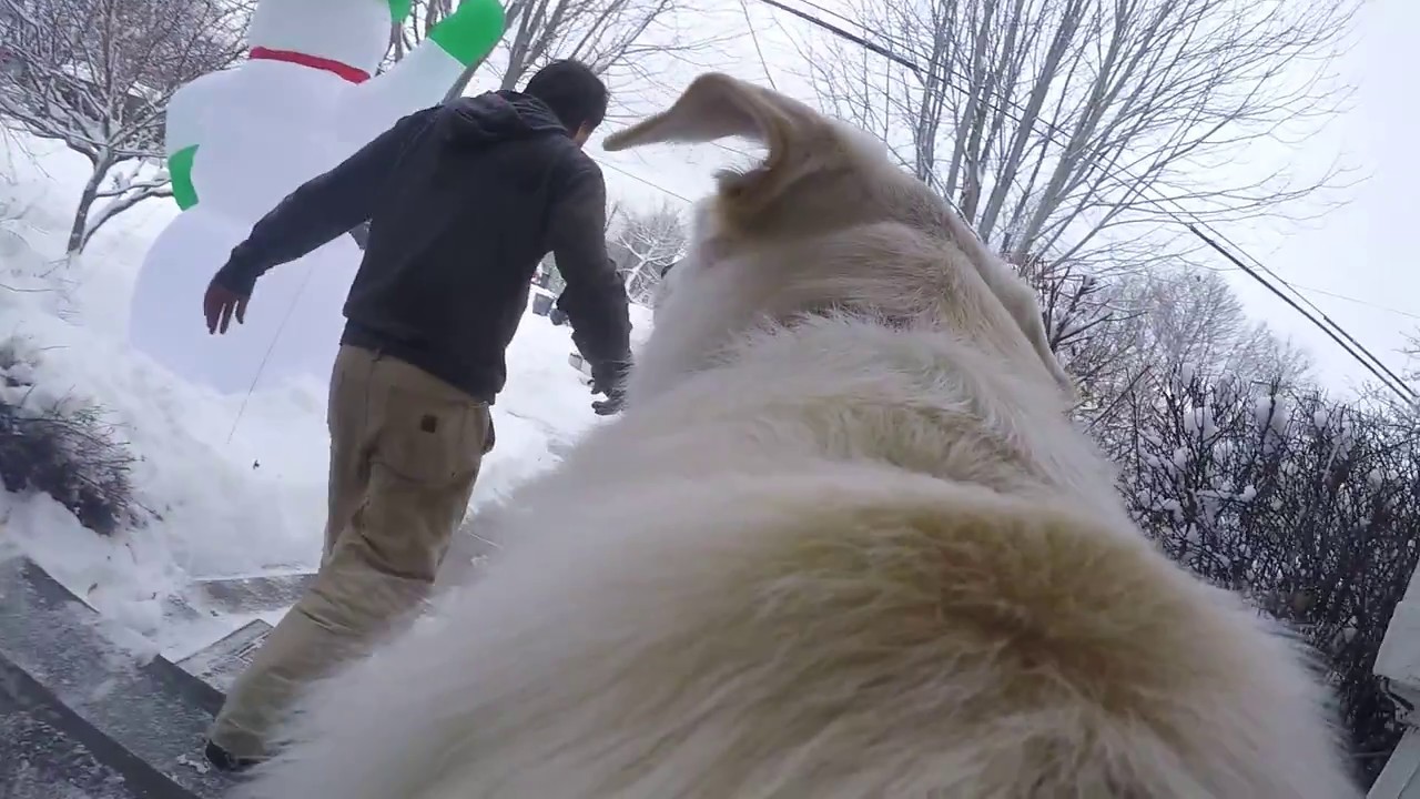 Dog mount test, dog invades neighbors home. YouTube