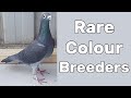 Rare Coloured Racing Pigeons [Breeders]
