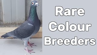 Rare Coloured Racing Pigeons [Breeders]