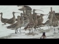 Curlews at high tide, Korea July 2017