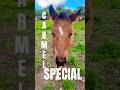 Mount Carmel Spring Specialty: The Cutest Friendly Baby Horse