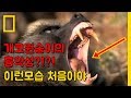 개코원숭이의 흉악한 공격성 11가지 숨막히는 순간들