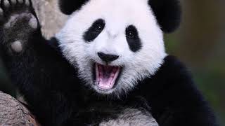 Pandas 2020 Remastered