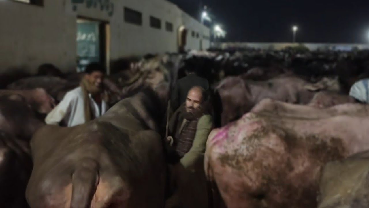 اسعار الجاموس اللحم مع تجار الجيزه في سوق دمنهور العمومي للمواشي