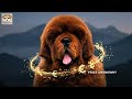 These Dog Breeds Cost More Than a House - And people Still Buy Them