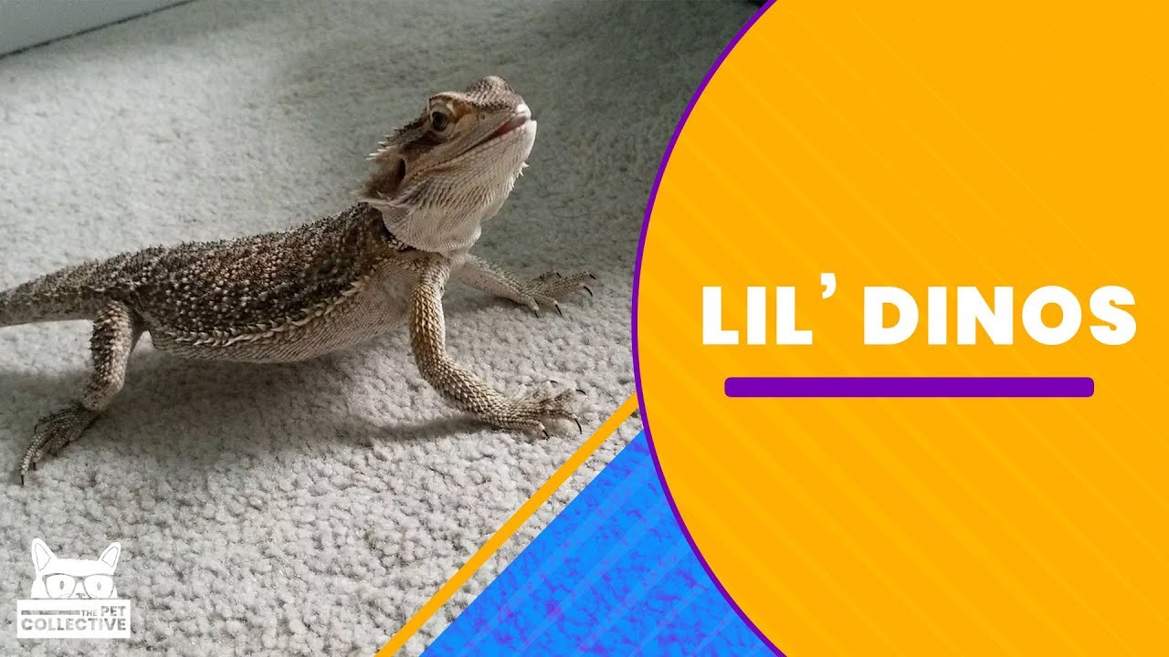 ⁣Lil Dinos | The Pet Collective