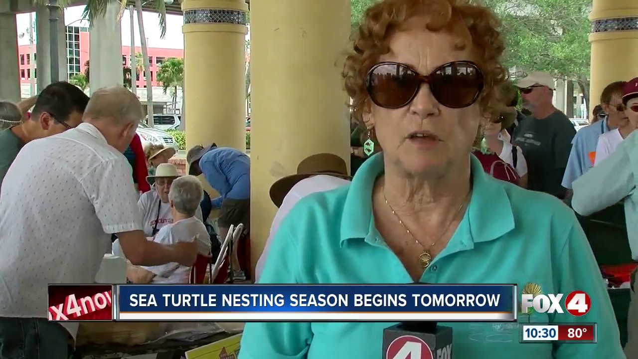 Sea Turtle Nesting Season Starts Monday - YouTube