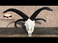 HOW TO CLEAN A FOUR HORN RAM SKULL "JACOBS SHEEP"