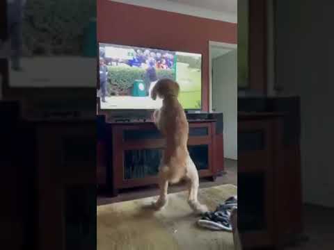 #shorts Perro es