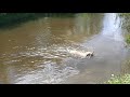 Как собаку Лабрадора тренируют на выносливость на реке в воду за палкой Жизнь Лабрадора