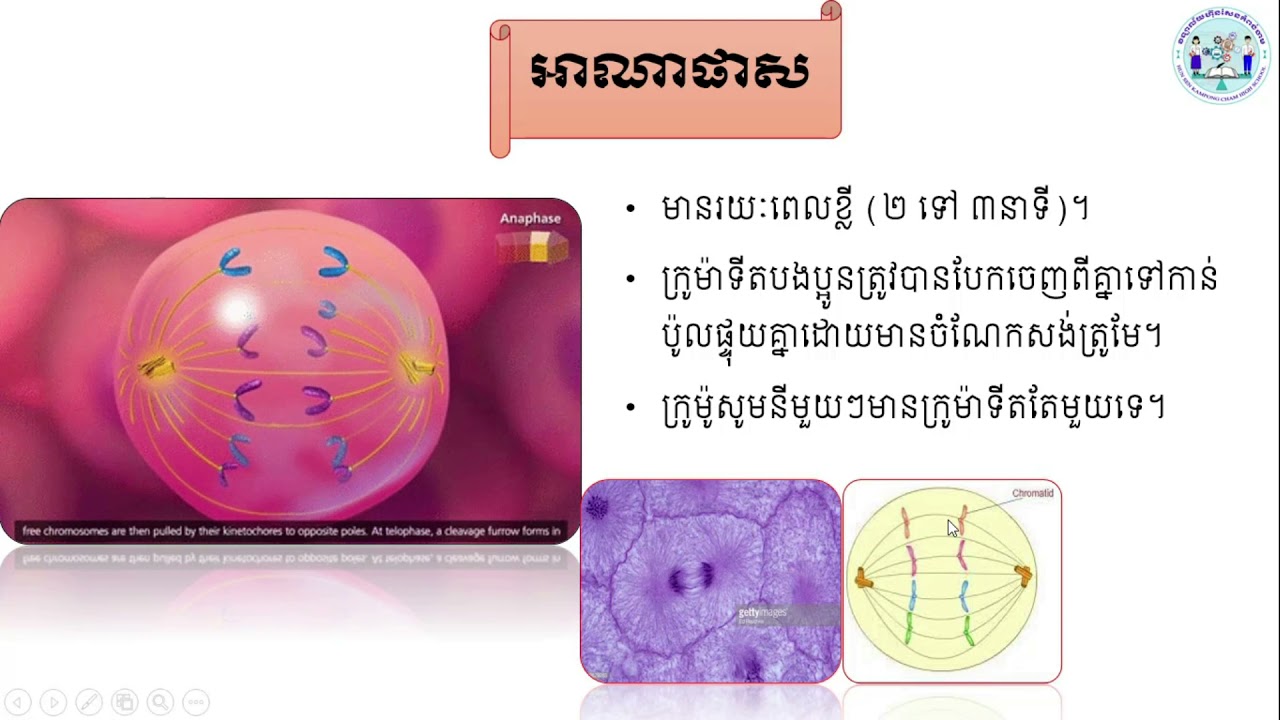 ដំណុះដំណាលកោសិកានិងរូបផ្គុំសារពាង្គកាយរស់ ភាកទី៣