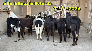 🏅01 - 01 - 2026💯 Sotuvda 💥 Buqachalarni Sifatlisini Soraganlarga ✅