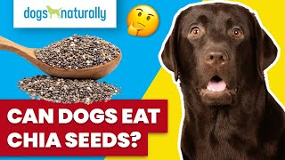 Can Dogs Eat Chia Seeds?