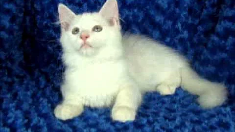 Video 1117071: kitten ragdollkittens, purebred kittens, white male kitten, kitten adoption
