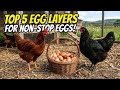 These CHICKENS Lay Eggs Almost EVERY Day😯 (350+ EGGS Per year!)
