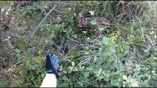 J'ai touché un faon bambi dans la forêt sortie VTT giboyeuse Brocard chevreuil chevrette sanglier