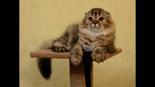 Шотландские вислоухие котята питомник Melody Soul Шотландские вислоухие котята питомник Melody Soul
