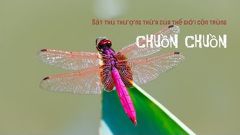 CHUỒN CHUỒN - Sát thủ thượng thừa của thế giới côn trùng | Moon - Trong Đa Vũ Trụ