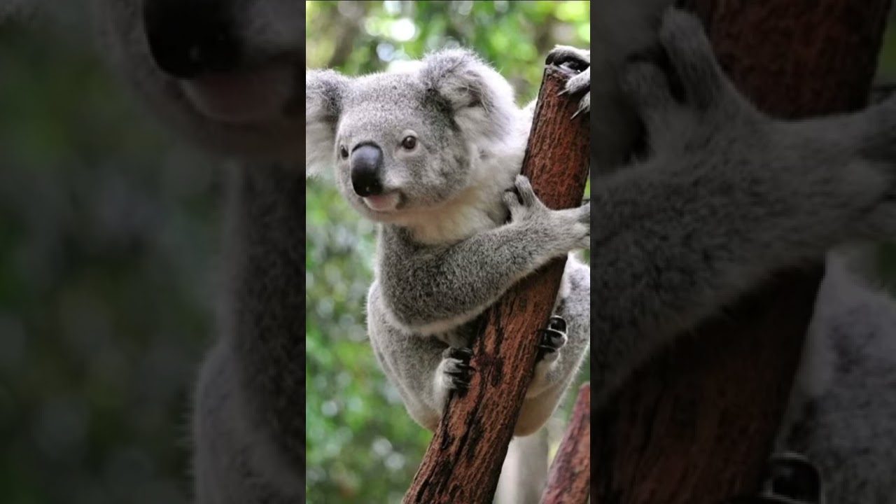 This Is Your Animal If Your Born In January YouTube this-is-your-animal-if-your-born-in-january-youtube