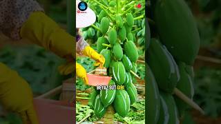 🌱 Papaya Sütü: Et Yumuşatan Ve Proteini Parçalayan Doğal Enzim