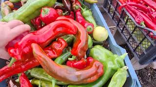 видео: Колокольчик острый, 30 октября. И немного про ретарданты. картинка: Колокольчик острый, 30 октября. И немного про ретарданты.