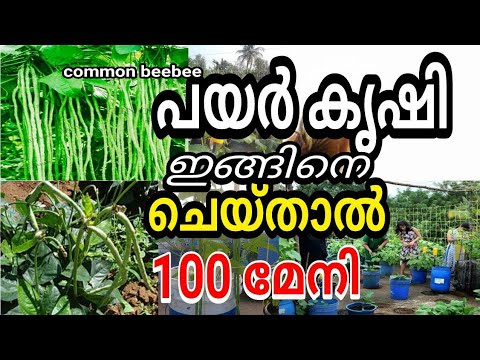 Cultivation of Cowpea payar krishi / പയർ കൃഷി കീട നിയന്ത്രണം