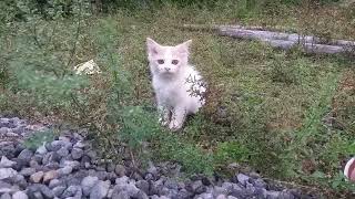 Anak KUCING Oyen & Putih Asyik Bermain Bersama..|| Oyen & White Kitten Have Fun Playing Together..|| by kucing meaung 345 views 10 months ago 3 minutes, 28 seconds