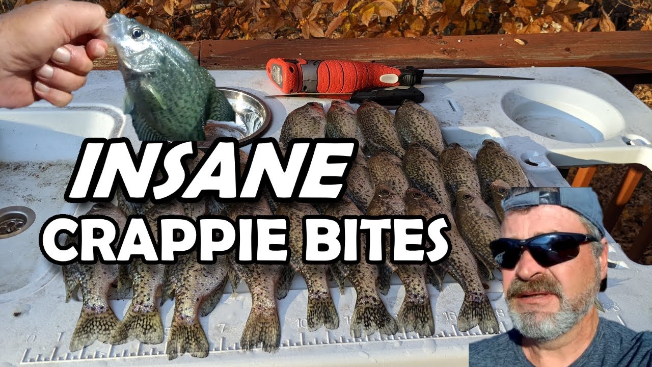 Insane Crappie Bite fishing fish thefishinghoosier YouTube Insane Crappie Bite fishing fish thefishinghoosier YouTube