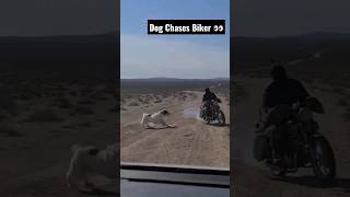 Turkmen Alabay Chases Biker 