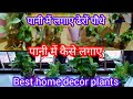 घर के अंदर लगाए ढेरों पौधे पानी में /indoor care tips/air purifier plants/home decor plants