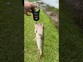Day four 100lb bass challenge #fishing #bassfishing