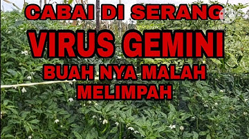 Cabai di serang VIRUS GEMINI jangan panik Buah akan tetap MELIMPAH