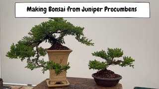 Making Bonsai From Juniper Procumbens with Padmapriya