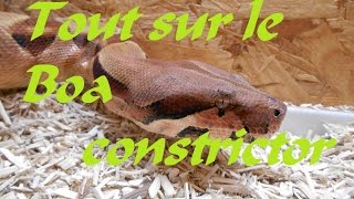 Tout sur le Boa constrictor imperator partie 1 élevage, nourrissage du boa