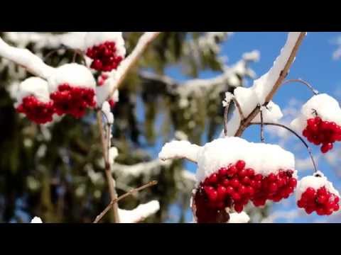 Video: Buldenezh Viburnum Plant En Versorg (21 Foto's): Groeiende Bulldonezh Viburnum In Die Oop Veld In Siberië. Hoe Om Te Sorg Vir 'n Sierstruik Na Blom? Hoe Om Korrek Te Plant In Die S