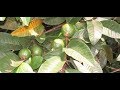 فوائد روق الجوافة للجنس وللصحة ولبشرة ولشعر وزيادة المناعة - YouTube