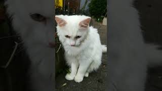 How Lovely This Kitty Part 2 When I Meet Her