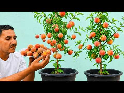 ملايين الناس تزرع شجرة الخوخ خطأ😢هذا السر يعلمك تزرعها وتثمر بسرعة وغزارة🍅