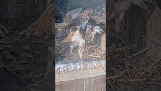 Watch This! 👀 Wings Open! 🦅